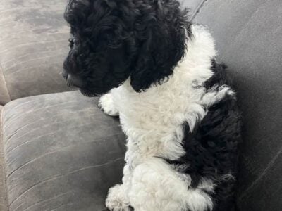 Standard Poodle Puppies CKC