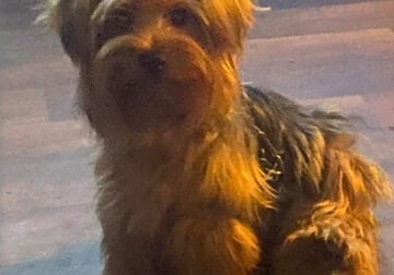 Adult 1 year old Yorkie female