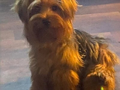Adult 1 year old Yorkie female