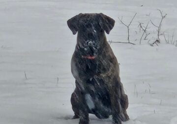1 year old brindle AKC cane corso for sale