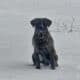1 year old brindle AKC cane corso for sale