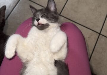 Kitten up for adoption