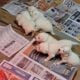 AKC Great Pyrenees puppies