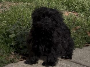 Male Yorkie