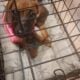 Puppy Needs Good Home