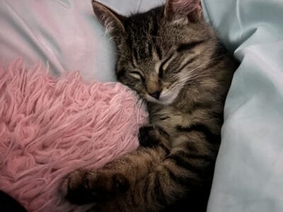 Female cat