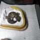 Leopard gecko available for rehoming, including ta
