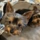 CKC Teacup Yorkie puppies