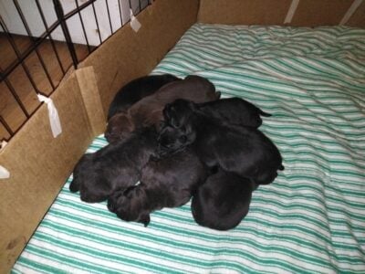 March puppies