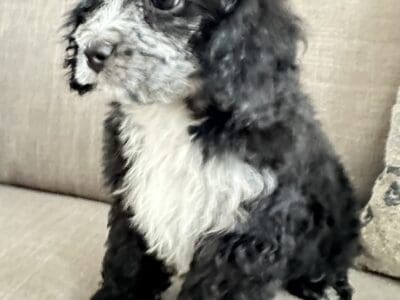 Bailey