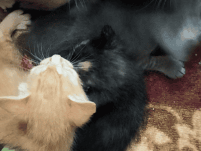 Manx/bobtail kittens for sale