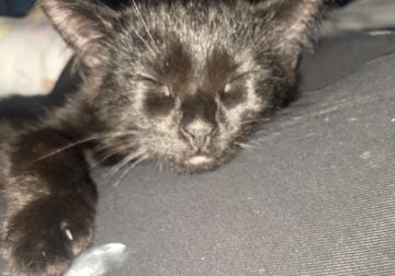 Super Soft Black Long/short Hair Kittens