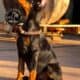 Doberman Pinscher puppies for sale!