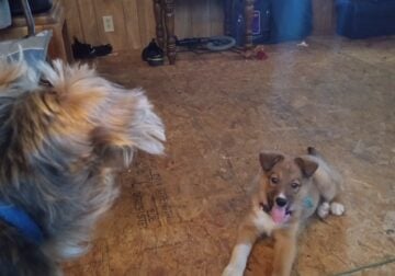 Puppy for sale