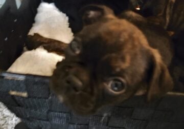 8 BUGGS 7 weeks old