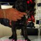 Cane Corso Puppies