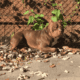 Loving Home Needed for 2-Year-Old Choco (Rehoming