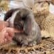 Holland lop x mini plush lop bunnies