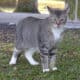Elisha: Cat for Adoption