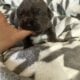 Cane Corso Southern MN