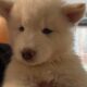 Akc registered Siberian husky puppies