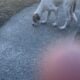 Puppy for sale