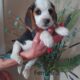 Akc Beagle Puppies