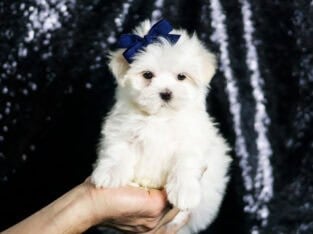 Yogurt AKC Maltese