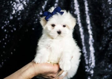 Yogurt AKC Maltese