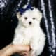Yogurt AKC Maltese