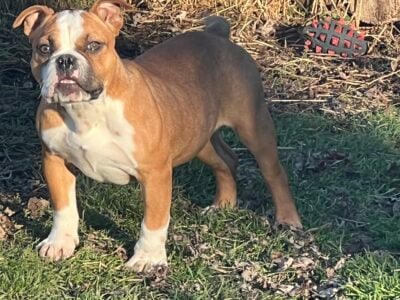 Female Exotic Bully