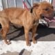 Meet Chance (Male Pit Bull – 1 Year Old)
