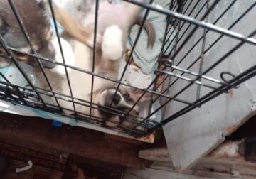 Pitsky 10 week old female
