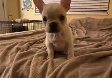 French Bulldog