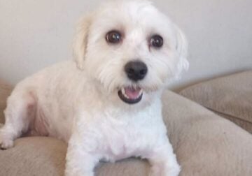 Maltipoo for Sale – Meet Tanner