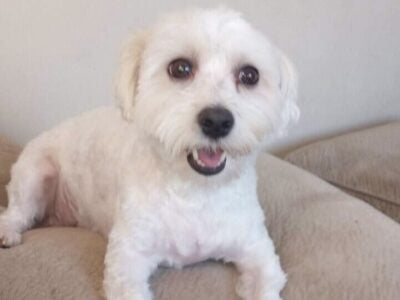 Maltipoo for Sale – Meet Tanner