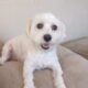 Maltipoo for Sale – Meet Tanner