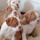 Olde English Bulldogge