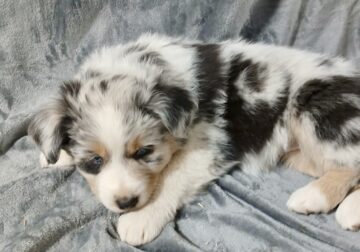 Australian Shepherd (White)