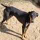 Sweet Doberman needs re-homing