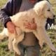 Great Pyrenees/Anatolian Shepard