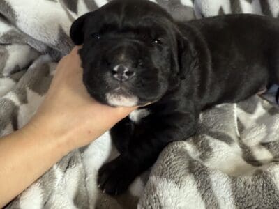 Cane Corso Southern MN