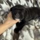 Cane Corso Southern MN