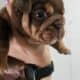 English Bulldog Chocolate AKC