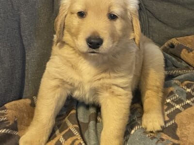 Akc (embark tested sire) golden retriever puppies