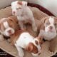 Olde English Bulldogge