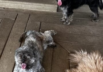 Aussiedoodle 1