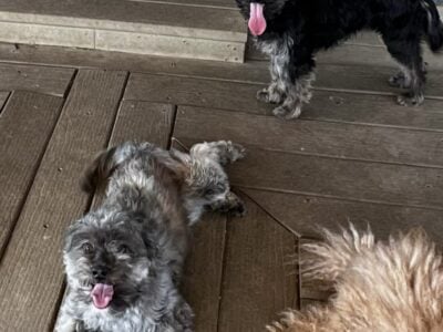 Aussiedoodle 1