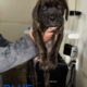 Cane Corso Puppies