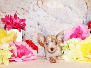 Hermes – Stunning Lavender Merle Blue Eyed Baby